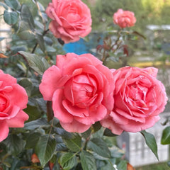 Bijou Corail Rose