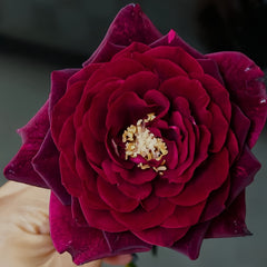 Black Caviar Rose
