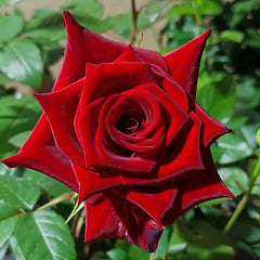Black magic Rose