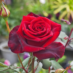 Black magic Rose