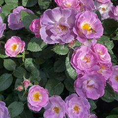 Blue For You Rose-蓝色梦想|English shrub rose|1 Gallon Plant