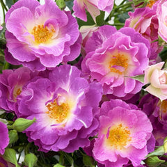 Blue For You Rose-蓝色梦想|English shrub rose|1 Gallon Plant