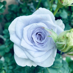 Blue Gravity Rose
