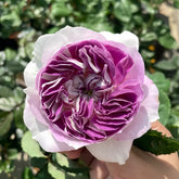 Blue moon stone Rose