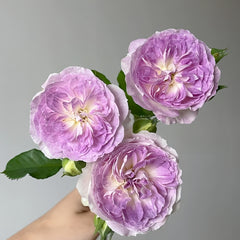 Blue moon stone Rose