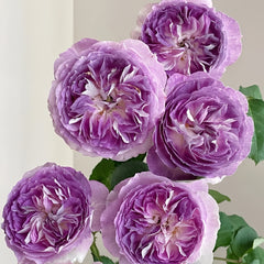 Blue moon stone Rose