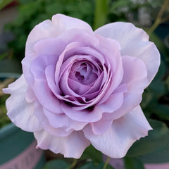 Blue storm Rose