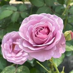 Blue storm Rose