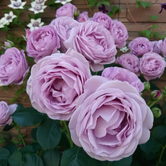 Blue storm Rose