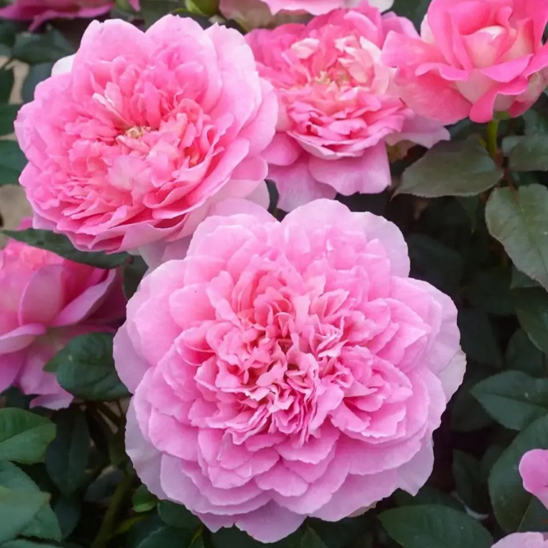 Borneo Odore Rose