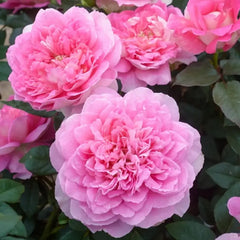 Borneo Odore Rose