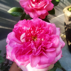 Borneo Odore Rose