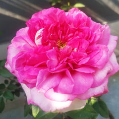 Borneo Odore Rose