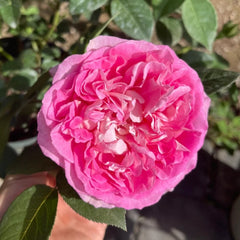 Borneo Odore Rose