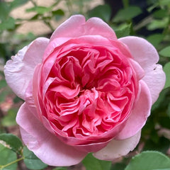 Boscobel® Rose – David Austin English Shrub Rose