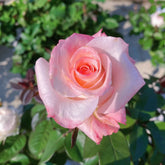 BouLevard Rose