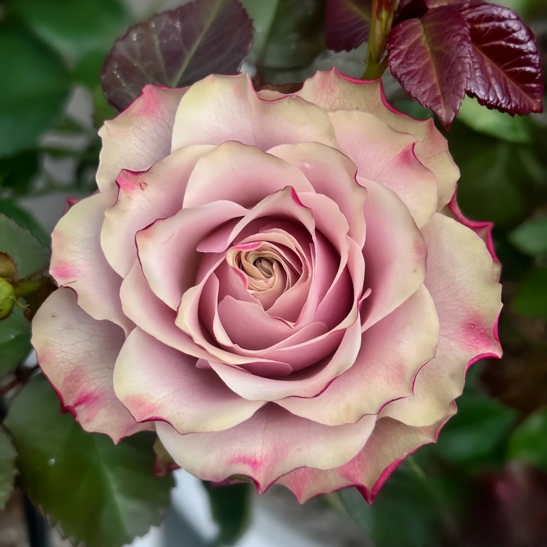 Bourbon Street Rose-波本街｜Netherlands Cut Rose – Ergongzy