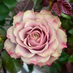 Bourbon Street Rose