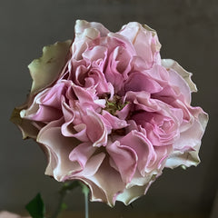 Bourbon Street Rose