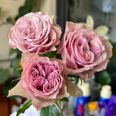 Bourbon Street Rose