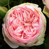Bridal piano Rose