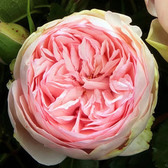 Bridal piano Rose