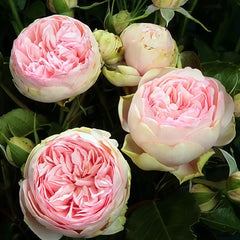 Bridal piano Rose