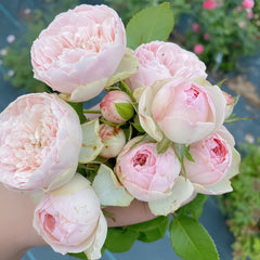 Bridal piano Rose
