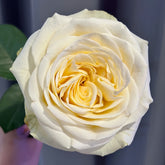 Butter Cup Rose