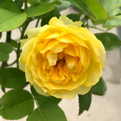 Canary Rose
