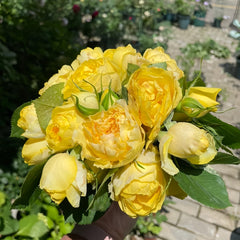 Canary Rose