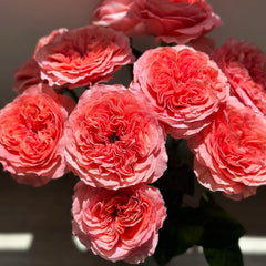 Candy X-Pression Rose