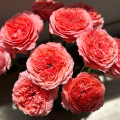 Candy X-Pression Rose