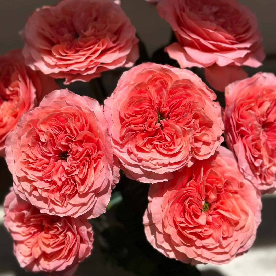 Candy X-Pression Rose