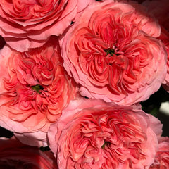 Candy X-Pression Rose