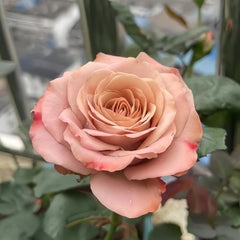 Cappuccino Rose