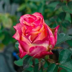 Capriola Rose
