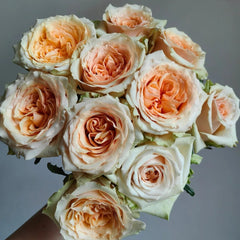 Caramel Pudding Rose