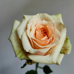 Caramel Pudding Rose
