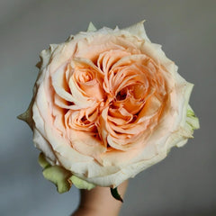 Caramel Pudding Rose