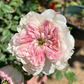 Cecil de Volanges Rose