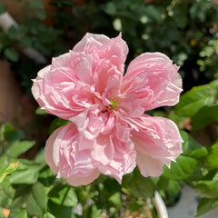 Cecil de Volanges Rose