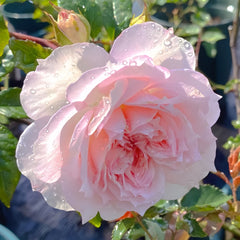 Cecil de Volanges Rose