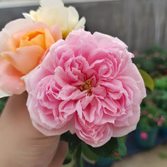 Cecil de Volanges Rose