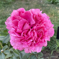 Cepheus Rose