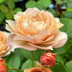 Charlotte Perriand Rose