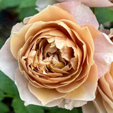 Charlotte Perriand Rose