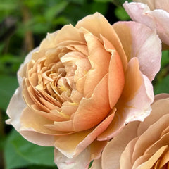 Charlotte Perriand Rose