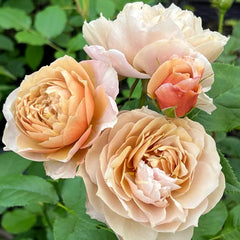 Charlotte Perriand Rose