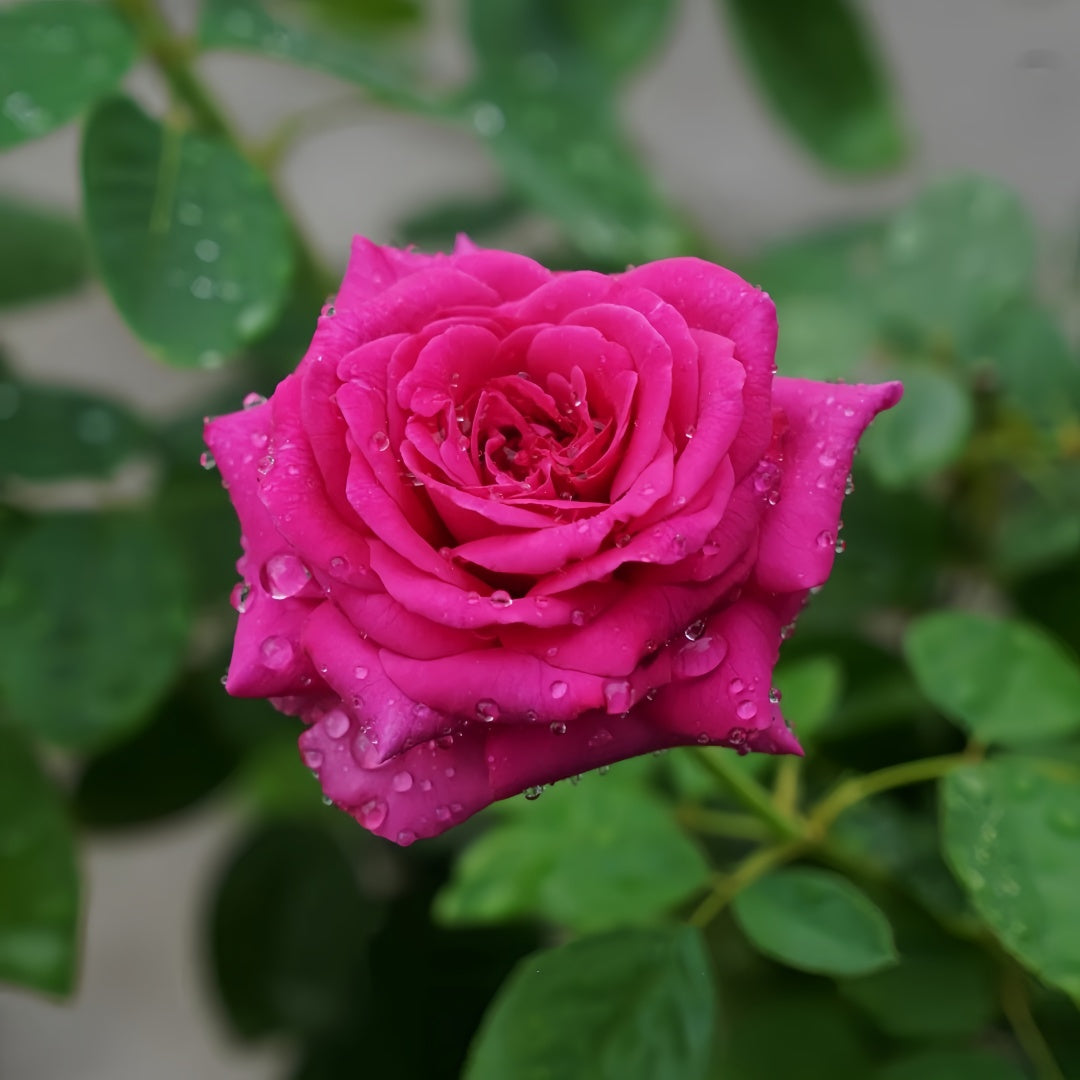 Chartreause De Parme Rose